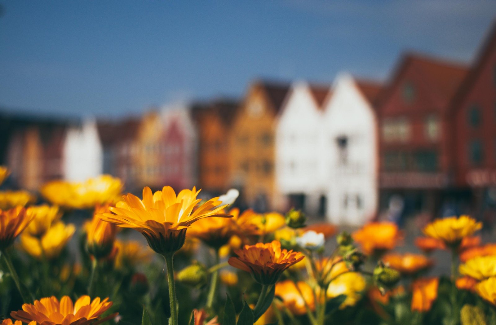 Vibrant yellow flowers contrasted with traditional wooden houses in Bergen, Norway, under a sunny sky.
